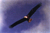 slide100.gif (6123 bytes)