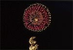 plo.gif (7847 bytes)